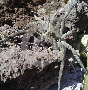 Wolf spider close-up