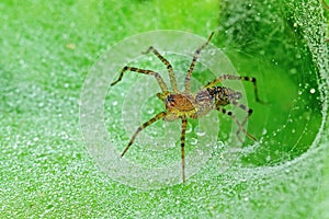 Wolf spider and dew in the park