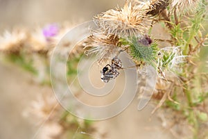 Wolf spider eating a bumble bee