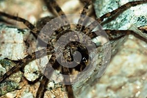 Wolf spider eating his prey