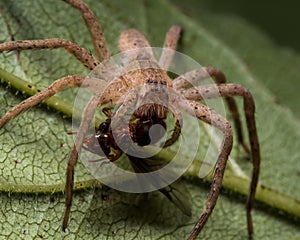 Wolf Spider Eats Red Ant on Green Leaf