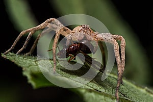Wolf Spider Eats Red Ant on Green Leaf