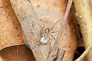 Wolf spider with egg sac attached on it's spinnerets photo