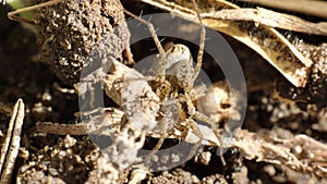 Wolf spider with an egg sack