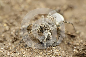 Wolf spider with egg sack, Lycosa narbonensis