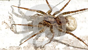 Wolf spider with an egg sack