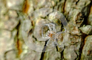 Wolf Spider Exoskeleton