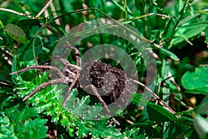 Wolf Spider mom with babies on it`s abdomen photo