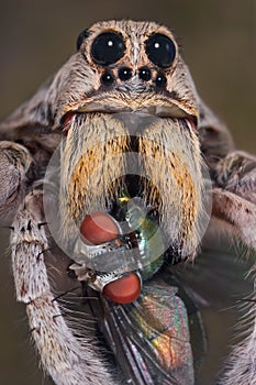 Wolf spider with fly in fangs