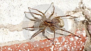 Wolf spider on a wall