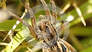 Wolf spider in the grass