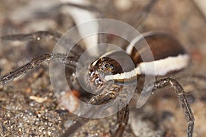 Wolf spider on ground.