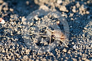 Wolf spider Hogna radiata