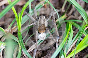 Wolf spider (Hogna radiata) female with eggsac among the grass