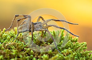 Wolf spider Hogna radiata in Paklenica Croatia