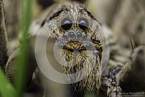 Wolf spider