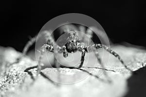Wolf spider