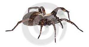 Wolf spider isolated on white background