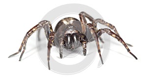 Wolf spider isolated on white background