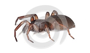 Wolf spider isolated on white background.