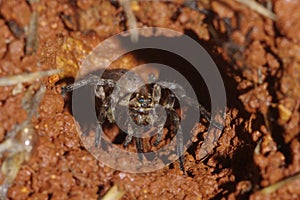 Wolf spider in its burrow photo