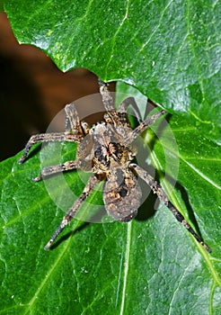 Wolf-spider on leafs