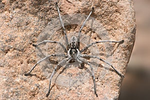 Wolf Spider Lycosidae