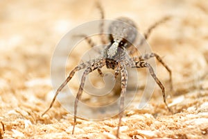 Wolf spider Lycosidae, Araneomorphae, Araneae, wildlife, macro photography