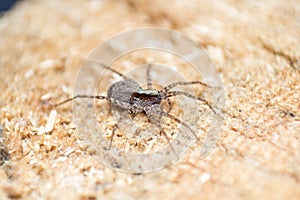 Wolf spider Lycosidae, Araneomorphae, Araneae, wildlife, macro photography