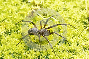 Wolf spider (Lycosidae) on green moss