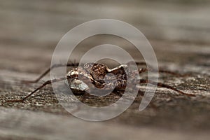 Wolf spider, Lycosidae Pardosa