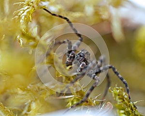 Wolf spider, Lycosidae sp