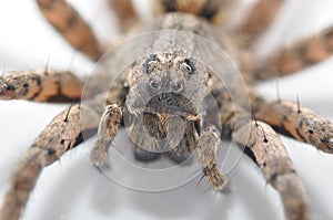 Wolf Spider Macro