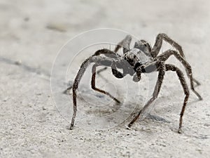Wolf spider macro