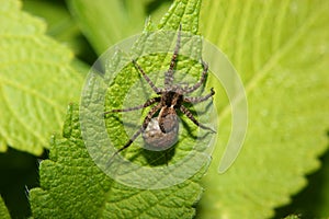 Wolf spider (Pardosa lugubris)