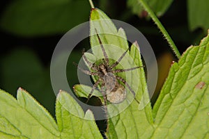 Wolf spider (Pardosa lugubris)