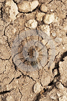 Wolf spider, Pardosa pseudoannulata, Satara, Maharashtra