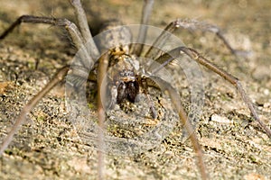 Wolf spider perched on wood photo