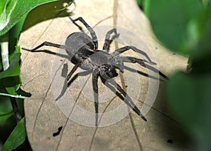 Wolf spider, pico bonito, honduras arachnid photo