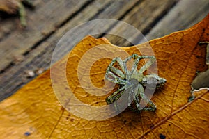 Wolf Spider Resting Moult
