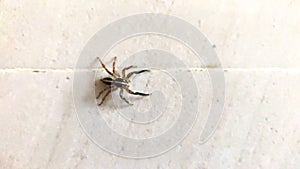 Wolf spider resting on a white wall