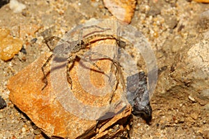 wolf spider on rock