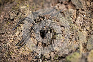 Wolf Spider seent at Garo hills,Meghalaya,India
