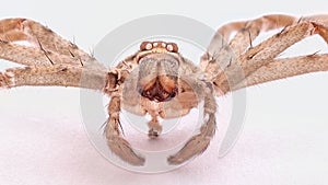 A wolf spider shell positive close-up
