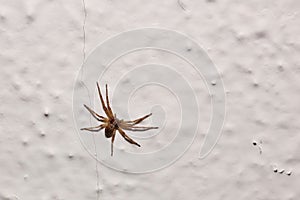 A wolf spider species sitting on woodchip wallpaper