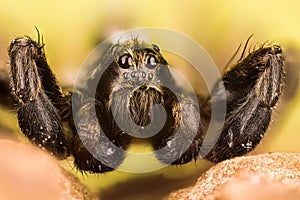 Wolf Spider, Spiders, Pardosa Sp.