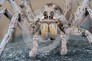 Wolf spider stare