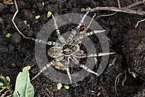 Wolf spider, Tarantula Lycosa singoriensis on the field