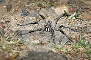Wolf Spider - Tasmanicosa tasmanica australian spider family Lycosidae, robust and agile hunters with excellent eyesight, live