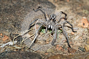 Wolf Spider - Tasmanicosa tasmanica australian spider family Lycosidae, robust and agile hunters with excellent eyesight, live